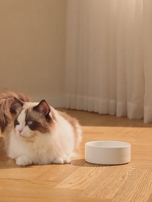 Cute Smart Pet Feeding Station